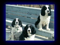English Springer Spaniel Reggie and Hoover